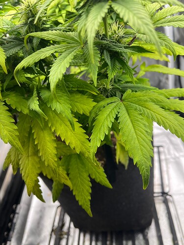 Growreport Bild 17