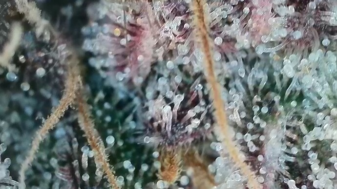 Growreport Bild 5
