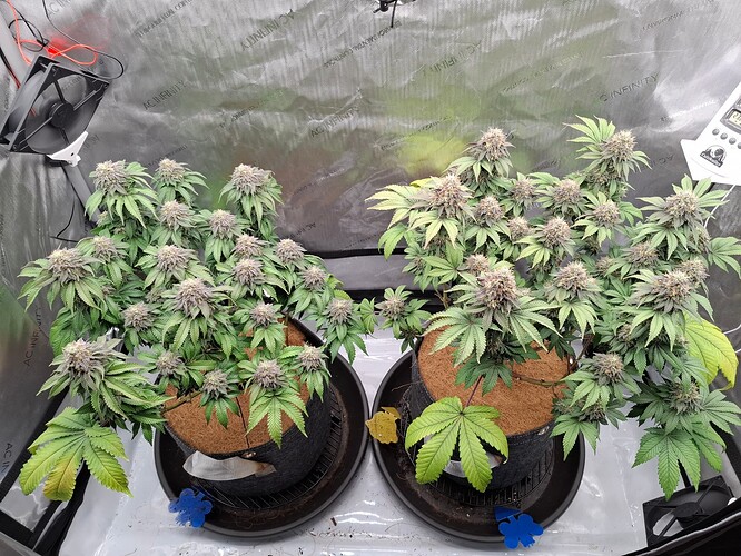 Growreport Bild 1