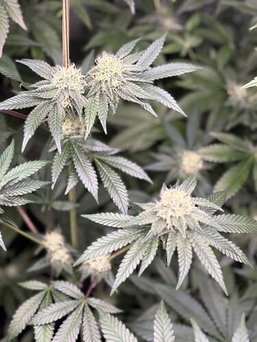 Growreport Bild 21
