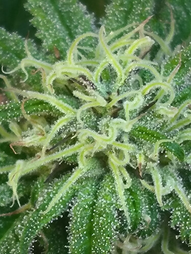 1000037570
