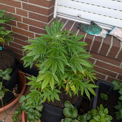 PXL_20240702_070101627