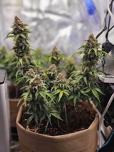 Growreport Bild 104