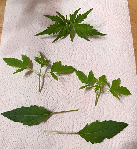 Growreport Bild 5