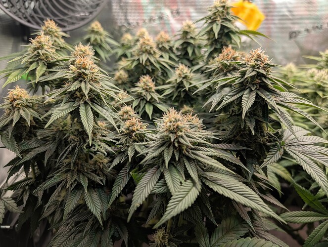 Growreport Bild 6