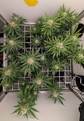 Growreport Bild 39