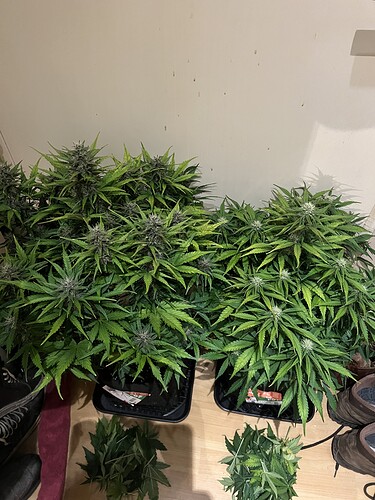 Growreport Bild 21