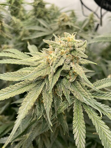 Growreport Bild 2