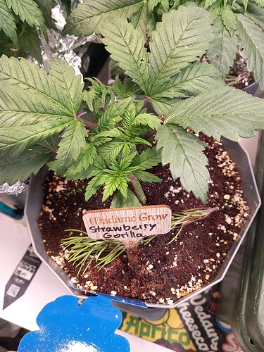 Growreport Bild 16