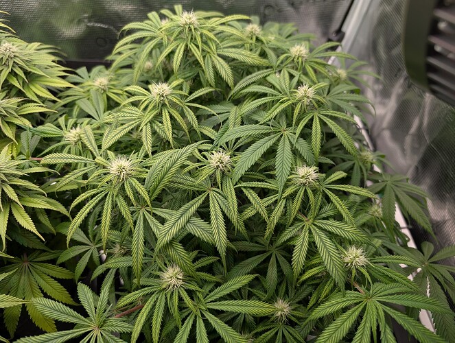 Growreport Bild 10