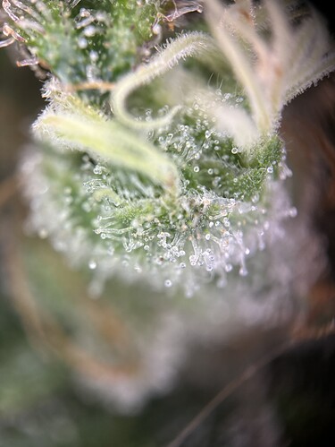 Growreport Bild 37