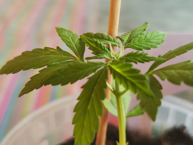 Growreport Bild 5