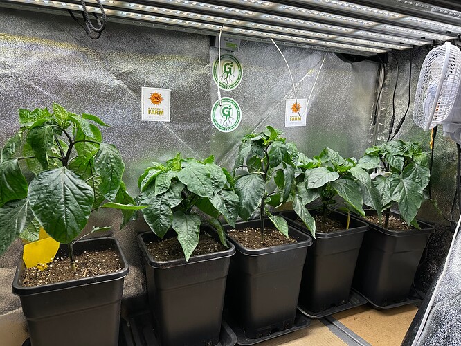 Growreport Bild 32