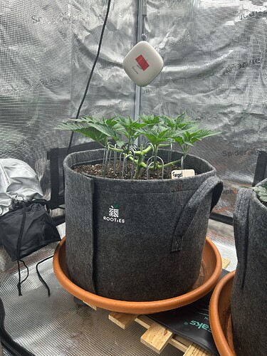 Growreport Bild 6