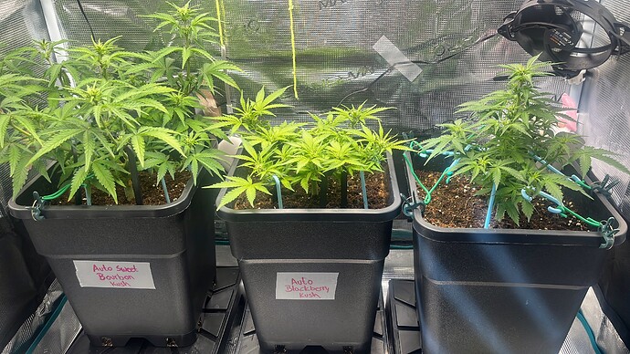 Growreport Bild 1