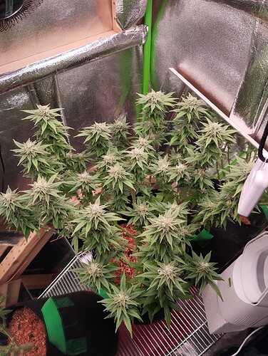 Growreport Bild 12