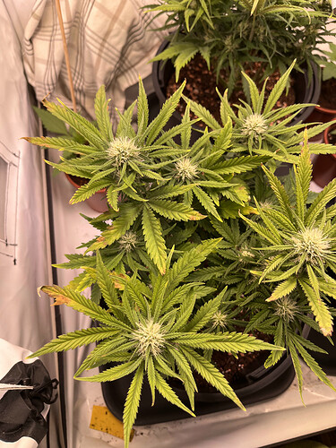 Growreport Bild 27