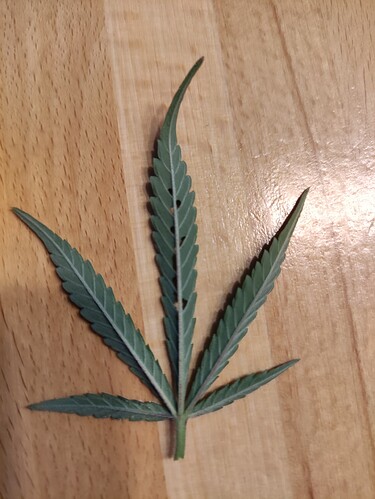 Growreport Bild 43