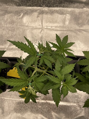 Growreport Bild 10