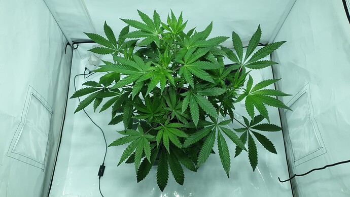 Growreport Bild 8