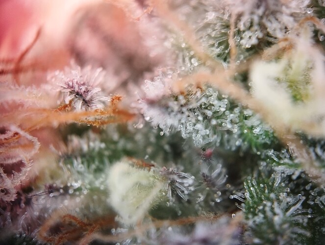 IMG_20250226_194911 - Kopie