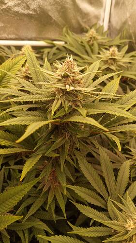 Growreport Bild 11