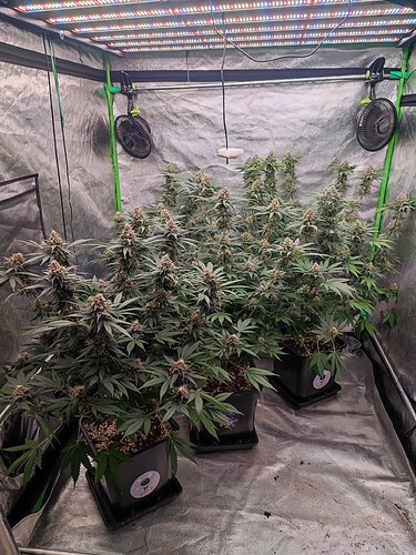 Growreport Bild 39