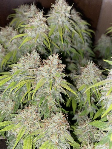 Growreport Bild 68