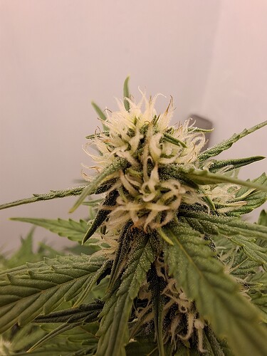 Growreport Bild 128