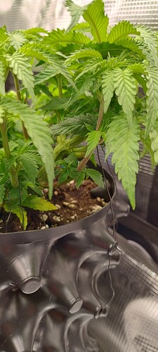 IMG_20241212_100656200_HDR