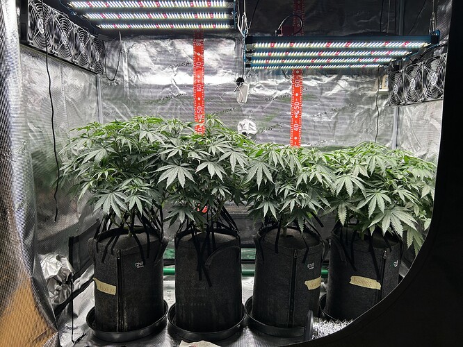 Vier Cannabis-Pflanzen in Stofftöpfen in einem Growzelt unter LED-Beleuchtung.