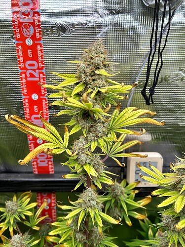 Growreport Bild 5