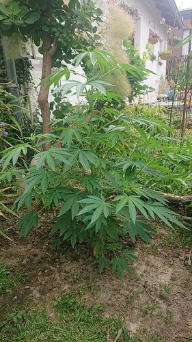 Growreport Bild 30
