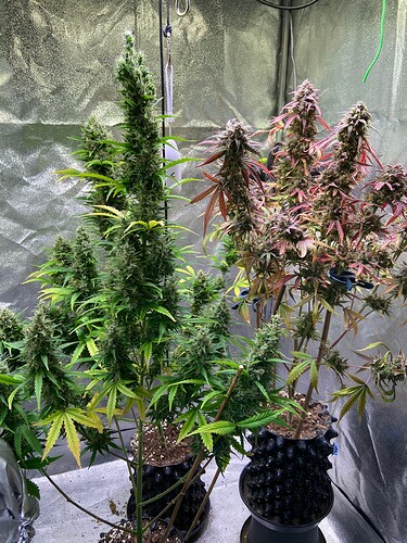 Growreport Bild 2