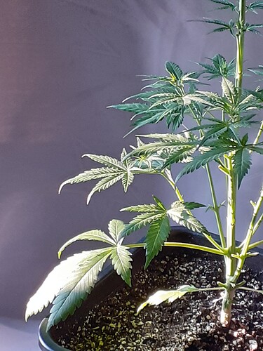 Growreport Bild 144