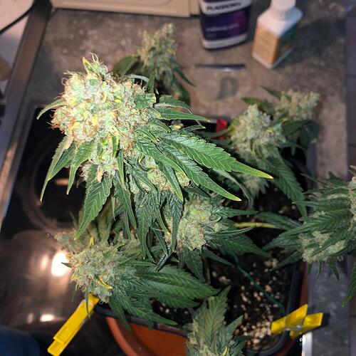 Growreport Bild 2