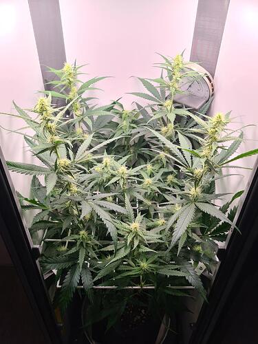 signal-2024-08-20-111258_003