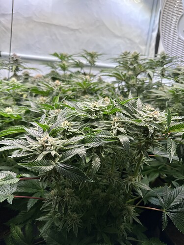 Growreport Bild 3