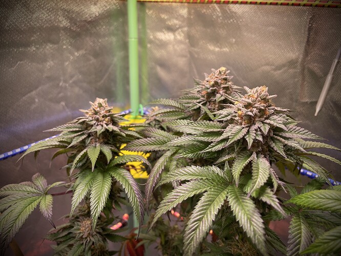 Growreport Bild 3