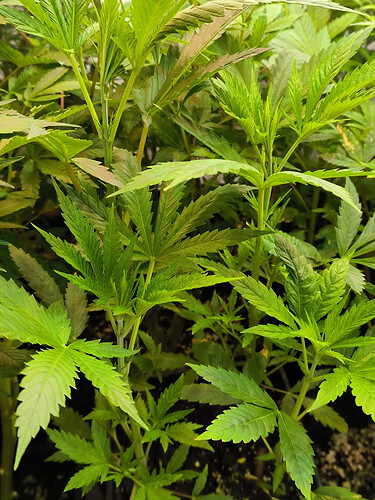 Growreport Bild 6