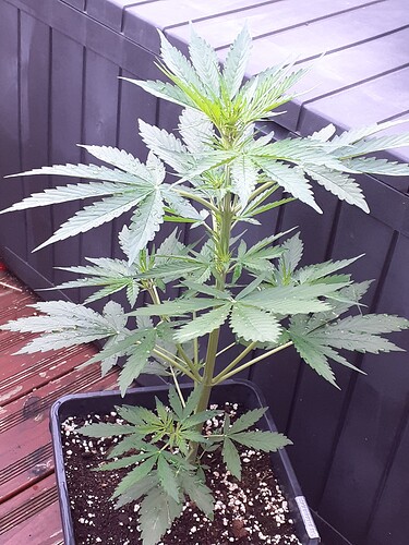 Growreport Bild 37