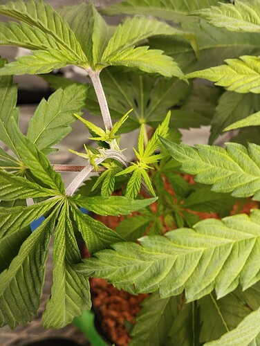 Growreport Bild 4