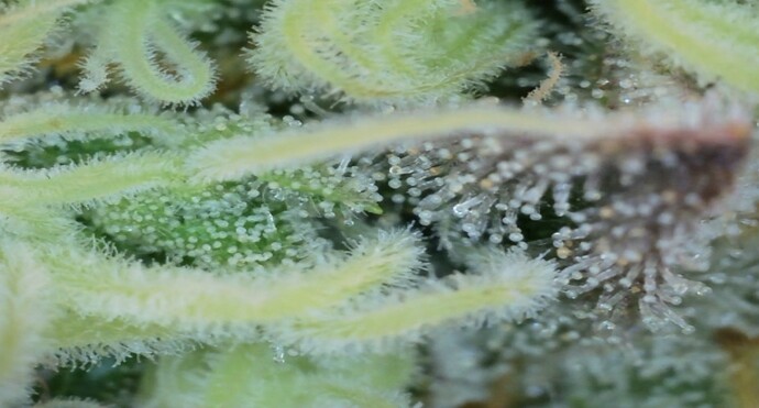 Growreport Bild 16