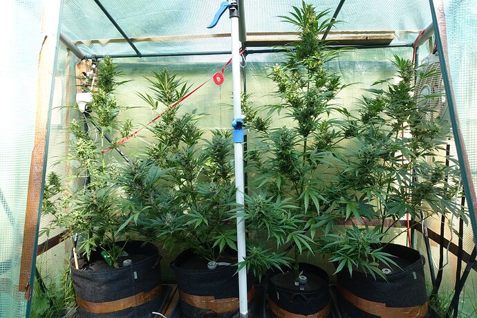 Growreport Bild 6