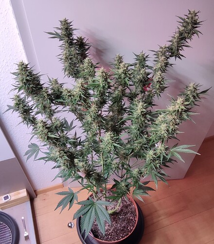 Growreport Bild 14