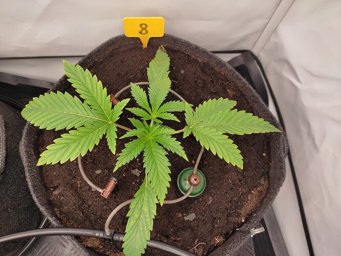 Growreport Bild 29