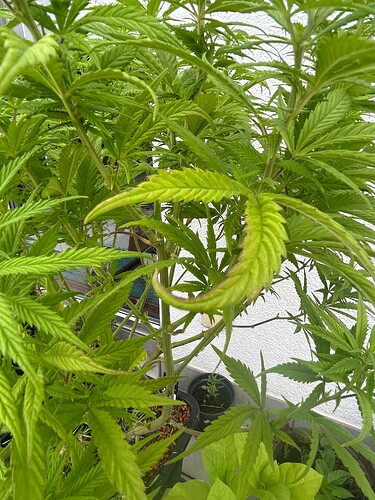Growreport Bild 48