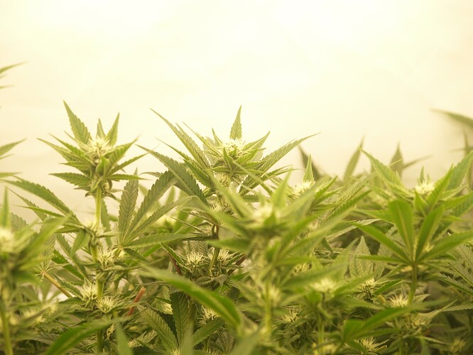 Growreport Bild 11
