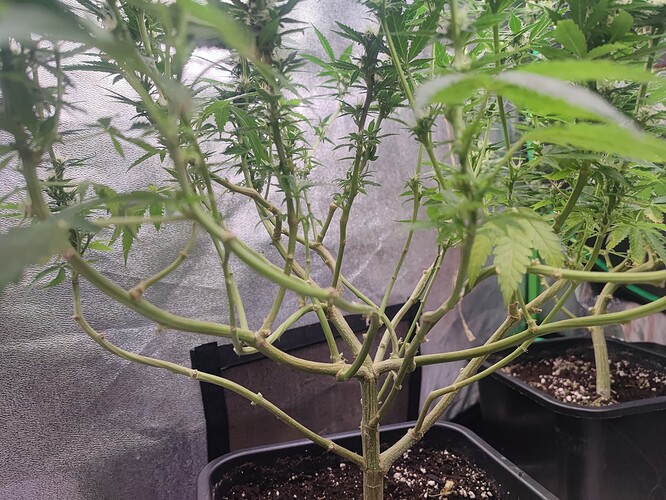 Growreport Bild 25
