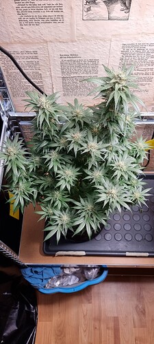 Growreport Bild 2